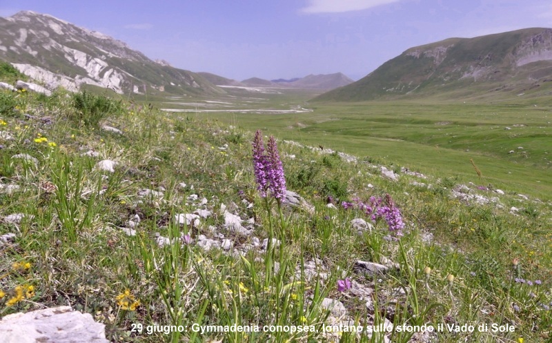 Campo Imperatore, laltopiano e le orchidee  19 giugno 2021.